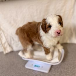 Redbud - Red male Bernedoodle puppy in Irmo, South Carolina from Palmetto Bernedoodles Boutique