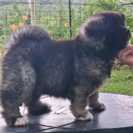 Dahlia - Brown, black overlay female Akita puppy in Granbury, Texas from Folklore Akitas