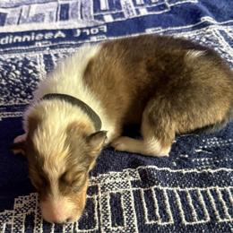 Aurelia the golden one - Sable and white female Collie puppy in Malvern, Arkansas from Lost Acres Collies