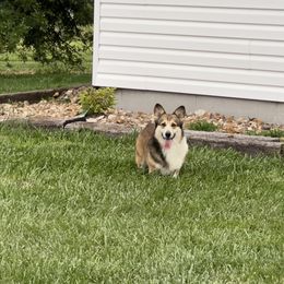 Cinch - Pembroke Welsh Corgi