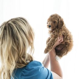 Goldendoodle Puppies from Legend Pups