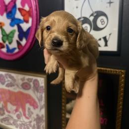 Harvey - Cream male Dachshund puppy in Coatesville, Indiana from ADH Dachshunds