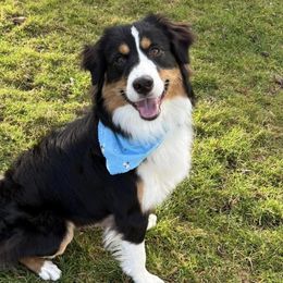 Miniature American Shepherds from Norse Aussies