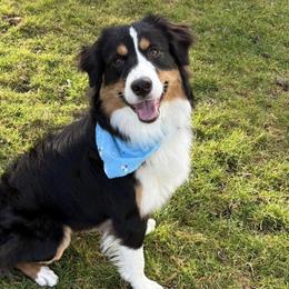 Miniature American Shepherds from Norse Aussies