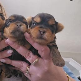 Girl 3 - Black and gold female Yorkshire Terrier puppy in Hopkinsville, Kentucky from Dreams Come True Yorkies