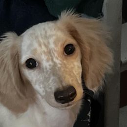 Dachshunds from CA_Dachshunds