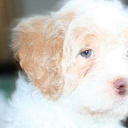 Bernedoodles from Sparling's Doodles