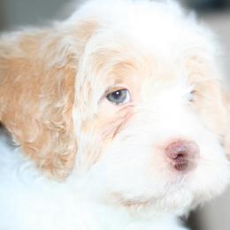 Bernedoodles from Sparling's Doodles