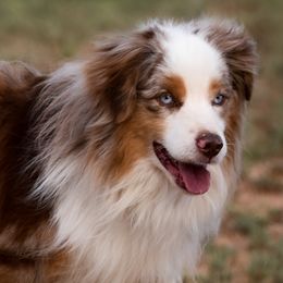 Leo - Miniature American Shepherd