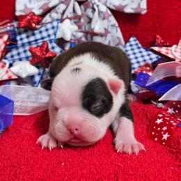 Classic Black n white Girl - Black and white female Boston Terrier puppy in San Antonio, Texas from JT Bostons