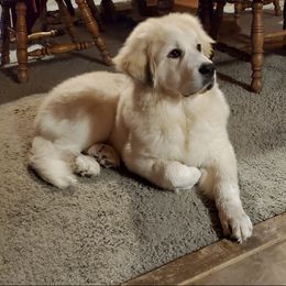 Great Pyrenees Puppies from Empyre Great Pyrenees