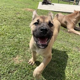 Cane Corso Puppies from Bayou Cane Corso
