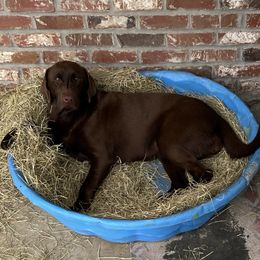 Daisy - Dilute Retriever