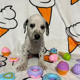 Neapolitan- Red- LUA - White and black male Dalmatian puppy in Claremore, Oklahoma from Lotsofdots Dalmatians