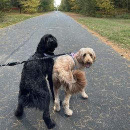Goldendoodles from Brittany Braga's Doodles
