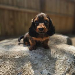 Twix - Red male Dachshund puppy in Anaconda, Montana from Montana Country Dachshunds