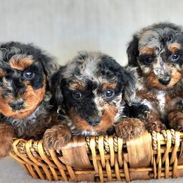 Poodles from Ember Hills Poodles
