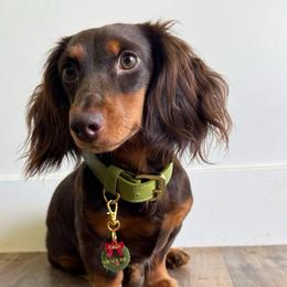 Snickers - Dachshund