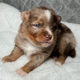 Confetti - Chocolate merle male Pomeranian puppy in Clarksville, Tennessee from Bee Mine Maltipoos and Pomeranians