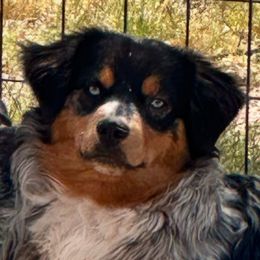 Foo - Australian Shepherd