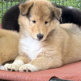 Collie Puppies from Savoy Collies