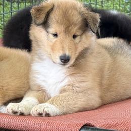 Collie Puppies from Savoy Collies