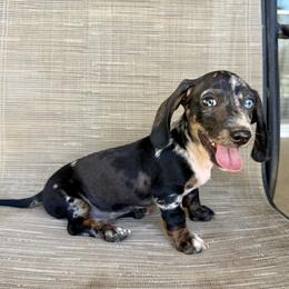 Twix - Dapple male Dachshund puppy in Perris, California from Doxie_pupps