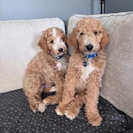 Goldendoodle Puppies from Hannah Mae Doodles