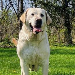 LUCY - Labrador Retriever