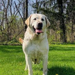 LUCY - Labrador Retriever