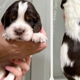 English Springer Spaniel Puppies from South Texas Springers