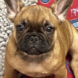 Ruby - Fawn female French Bulldog puppy in Spring Lake, Florida from Peaceful Prayers French Bulldogs