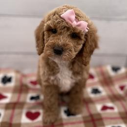 Bonnie - Apricot female Goldendoodle puppy in Kansas City, Kansas from Bella & Ivy’s Mini Goldendoodles of KC