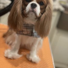 Katy - Cavalier King Charles Spaniel