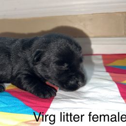 Scottish Terrier Puppies from Oodles of Cuties!