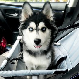 Annabelle - Pomsky