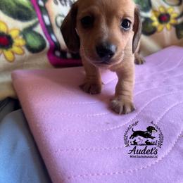 Robin Hood - Brindle male Dachshund puppy in East Dover, Vermont from Audet’s Mini Dachshunds