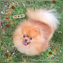Red Fox - Pomeranian