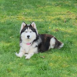 Boy - Siberian Husky