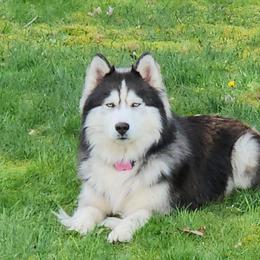 Boy - Siberian Husky