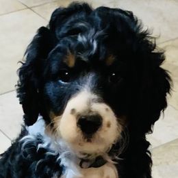 Bernedoodles from Bernedoodles of Utah