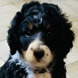 Bernedoodles from Bernedoodles of Utah