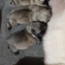 Girl 2 - Fawn female Pug puppy in Saint Helens, Oregon from Ebert Golden Retrievers & Pugs