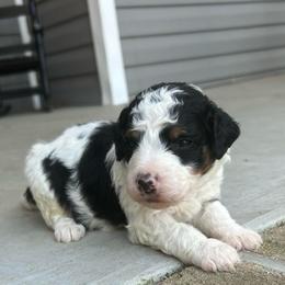 Stud Muffin - Tri-color male Bernedoodle puppy in Camden, North Carolina from Oopsie Doodles of NC