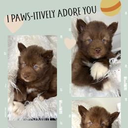 Mohagany - Red and white male Siberian Husky puppy in Florence, Kentucky from Moonlight Howl Huskies