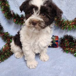 Havanese and Shih Tzu Puppies from Locust Creek Shih Tzu & Havanese