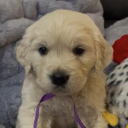 Girl 2 - Light golden female Golden Retriever puppy in Fresno, California from Warwick’s Central California Goldens