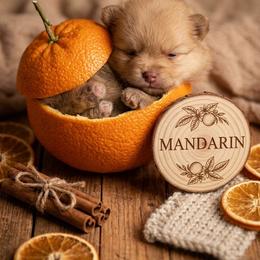 Mandarin (Mandy) - Chocolate sable female Pomeranian puppy in Canandaigua, New York from Fingerlakes Pomeranians