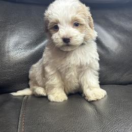 Baby gray - Parti male Maltipoo puppy in Berea, Kentucky from Blair’s Furry Friends
