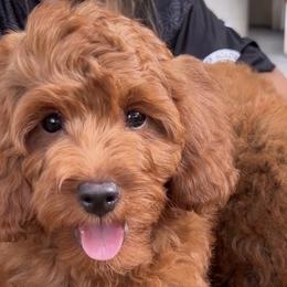 Cavapoos from Aloha Paradise Poodles LLC